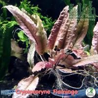 ราคา Cryptocoryne Flamingo คลิปฟลามิงโก ต้นไม้น้ำ 2 แบบ (19784711475)