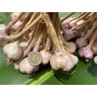 ราคา กระเทียมไทย กระเทียมม่วง กระเทียมมัดจุก1กก คัดเกรดไซซ์ใหญ่จัมโบ้ ไม่มอด ไม่ฝ่อ เก็บไว้ได้นานเป็นปี (14490620361)