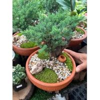 ราคา สวนถาด ไม้มงคล บอนไซแคระ สน แก้วแคระ (20748878310)