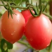 ราคา เมล็ดพันธุ์ มะเขือเทศสีดา มะเขือเทศส้มตำ ตัวเลือก 90 1100 เมล็ด 10 เเถม 1 คละได้ (8797104869)