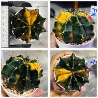 ราคา ยิมโนด่าง ไม้เมล็ด กระบองเพชร แคคตัส Cactus (20566608058)