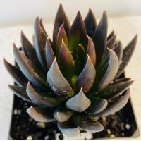 ราคา 10 เมล็ด เอชชิวาเรีย กระบองเพชร ไม้อวบน้ำ กุหลาบหิน แคคตัส Echeveria เมล็ดใหม่ สายพันธุ์ Echeveria affinis (20582612962)