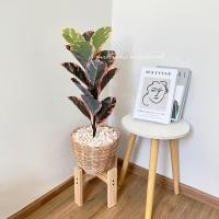 ราคา ต้นไม้ปลอม ต้นไทรใบสัก พร้อมตะกร้าหวาย แถมฟรีหินโรยจ้าา (19725222667)