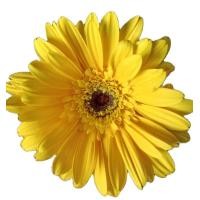 ราคา เยอบีร่า Gerbera Daisyเหลือง ไม้ประดับดูดสารพิษ เยอบีร่าส่งพร้อมติดดอก (9100115205)