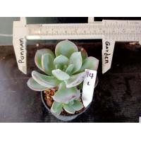 ราคา กุหลาบหินและฮาโวเทีย Succulent Haworthia ขนาดต้น 6 10 ซม ต้นกระบองเพชร ต้นแคคตัส (18880118399)