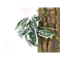 ราคา พร้อมส่ง ต้นไม้ปลอมสำหรับตกแต่งสวนต้นไม้ปลอมแขวนผนังลายนกยูงเต่าใบบีโกเนียบ้านระเบียงเถาดอกไม้สีเขียวกระถางหญ้า (21228511523)