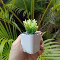 ราคา ต้นบันไดสวรรค์ หางกระรอก ต้นไม้มินิมอล ต้นไม้ปลอม ตั้งโต๊ะทำงาน โต๊ะเรียน แต่งห้อง แต่งโต๊ะทำงาน แต่งบ้าน พร้อมส่งร้านไทย ทำ (16345964225)