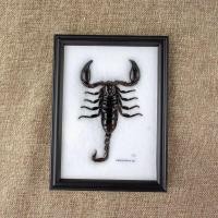 ราคา กรอบรูปแมลงสต๊าฟ กรอบรูปแมลงต่างๆ แมงป่อง แมงมุมสต๊าฟ กรอบรูปไม้ติดผนัง กรอบรูปผีเสื้อสต๊าฟ เพื่อการเรียนรู้ กรอบตกแต่งบ้าน (21016450610)