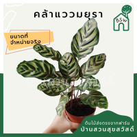 ราคา คล้าแววมยุรา (10603880405)
