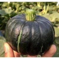 ราคา เมล็ดพันธุ์ ฟักทองญี่ปุ่น ฟักทองพวงญี่ปุ่น ปลูกง่ายโตเร็ว ผลผลิตสูง สีเขียว ซื้อ 10 แถม 1 คละได้ (18822815394)