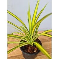 ราคา ต้นเตยด่าง กระถาง 6 นิ้ว ขั้นต่ำ 2 ต้น ส่งพร้อมกระถาง (7866048853)