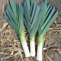 ราคา กระเทียมต้น ถูกที่สุด 10บ เมล็ดพันธุ์กระเทียมต้น 50 เมล็ด งอกง่าย โตไว ต้นสูงใหญ่ ทานอร่อย (13244529888)