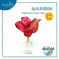 ราคา ซุปเปอร์เรด จำนวน 1 ต้น เลี้ยงน้ำได้ ต้นไม้น้ำ ไม้น้ำ ต้นไม้ plant (21151411935)