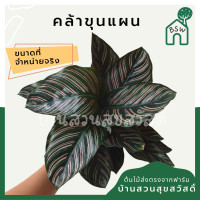 ราคา คล้าขุนแผน พื้นใบสีเขียว เส้นใบสีชมพูสดสวย มาในกระถางพร้อมตั้ง (12823396870)