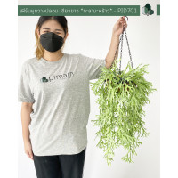 ราคา ไม้เลื้อยเฟิร์นหูกวางปลอม สีเขียวขาว 60 CM แบบแขวนกระถางใยมะพร้าว (15020398589)