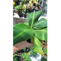 ราคา ต้นกล้วยแคระ ต้นกล้วย กล้วยหอม กล้วยจิ๋ว ต้นไม้ที่ปลูกในห้องได้ มาตกแต่งบ้านด้วยต้นไม้สวยๆ กล้วยหอมแคระเมื่อโตเต็มที่ต้นสูงไม่เกิน 80 เซนติเมตร ผลทานได้และมีรสชาดเหมือนกล้วยหอมทอง แต่ขนาดผลจะเท่าๆกับก