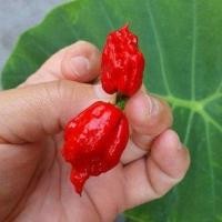 ราคา พริกเผ็ดดดดดที่สุดในโลก carolina reaper ถูกที่สุด25บ 5 เมล็ด เมล็ดพันธุ์พริกcarolina reaper ปลูกง่าย เผ็ดที่สุดในโลก (13058552032)