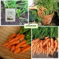 ราคา เมล็ดเบบี้แครอท 100 เมล็ด ซื้อ10แถม1 คละได้ (15789835404)