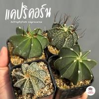 ราคา แอสโตรไฟตัม แคปริคอร์น Astrophytum capricorne แคคตัส กระบองเพชร cactus succulent (21311276233)