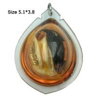 ราคา พญาเล็บครุฑ กระจับเงิน กระจับทอง เล็บครุฑ มหาอำนาจ ตัวผู้ ตัวเมีย ป้องกันภัย แช่น้ำมันจันทร์ (9932998628)