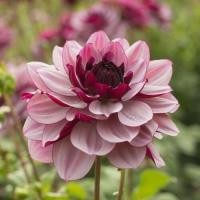 ราคา 1 หน่อ เหง้า รักเร่ Dahlia Bulb สายพันธุ์ CRÈME DE CASSIS หัวรักเร่ ดอกไม้ หัวหน่อ เหง้า นำเข้า เนเธอร์แลน หัวสดใหม่ (4688538550)