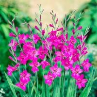 ราคา 10 หัว แกลดิโอลัส Gladiolus ดอกซ่อนกลิ่นฝรั่ง หรือ ดอกคำมั่นสัญญา สายพันธุ์ Byzantinus (21081220314)