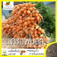 ราคา เมล็ดพันธุ์ แครอมกลม แครอทบอล 400 เมล็ด Parisian Carrot Seed เมล็ดพันธุ์แท้100 นำเข้าจากต่างประเทศ ปลูกผัก สวนครัว ถูก (2939118754)