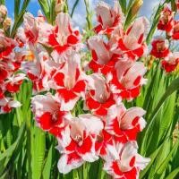 ราคา 10 หัว แกลดิโอลัส Gladiolus ดอกซ่อนกลิ่นฝรั่ง หรือ ดอกคำมั่นสัญญา สายพันธุ์ Japonica (21080945697)