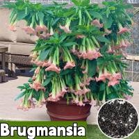 ราคา พร้อมส่ง ผสมสี Datura Brugmansia เมล็ดพันธุ์ดอกไม้ สำหรับปลูก 100 เมล็ด ไม้ดอกไม้ประดับ บอนไซ เมล็ดพันธุ์ดอกไม้ ดอกไม้สวยงาม ต้นไม้มงคล บอนไซหายาก ต้นไม้ฟอกอากาศ ไม้ประดับ ดอกไม้ เมล็ดพันธุ์ดอกไม้ เห 