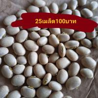 ราคา เมล็ดพันธุ์ ถั่วครก ถั่วขอ ถั่วมะขาม 10เม็ด59บาท สำหรับปลูก (16253226571)