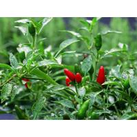 ราคา พริกแกวหอม1ถุงมี1ต้นลงถุงดำผักสวนครัว สมุนไพร หอมเผ็ดอร่อย (19943763627)