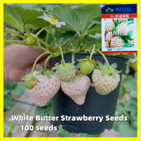 ราคา เมล็ดสตรอเบอร์รี่ ขาว บรรจุ 100 เมล็ด คุณภาพดี ราคาถูก ของแท้ 100 Sweet White Strawberry Seeds เมล็ด สตรอเบอรี่สีขาว Fruit Seeds for Planting เมล็ดสตรอเบอร์รี่ขาว เมล็ดพันธุ์ สตรอว์เบอร์รี่ ไจแอนท์ เม