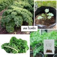 ราคา เมล็ดเคลใบหยิก 100 เมล็ด ซื้อ10แถม1 คละได้ (15789771303)