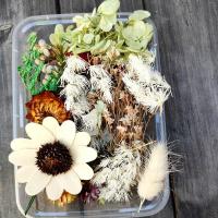 ราคา ดอกไม้แห้งธรรมชาติแบบทำเองแห้งสนิทพืชผลไม้เลมอนสับปะรดสำหรับทำจี้เรซิ่นอีพ็อกซี่เทียนเคสโทรศัพท์มือถือ (17507242573)