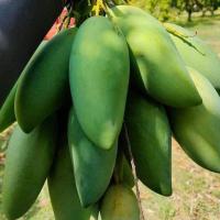 ราคา มะม่วงมัน มะม่วง กรอบหอม อร่อย สดจากสวน (20611516843)