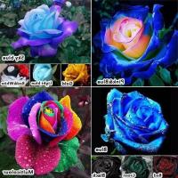 ราคา 25 เมล็ด เมล็ดกุหลาบ สีน้ำเงิน ดอกใหญ่ สายพันธุ์ของแท้ 100 เมล็ดกุหลาบ ดอกกุหลาบ ปลูกกุหลาบ กุหลาบ อัตรางอก 70 80 Rose Seed มีคู่มือวิธีปลูก (9079090966)