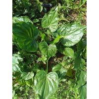 ราคา ต้นนางกวักกวักเงินกวักทองไม้มงคลขายต้นถอนและแบบกระถาง (20472328990)