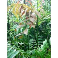 ราคา ต้นลำเท็ง หรือ ต้นลำเพ็ง ขายเป็นชุด ชุดล่ะ15ต้น (14792584868)