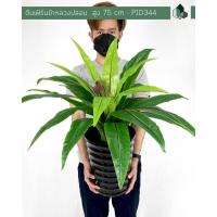 ราคา ต้นเฟิร์นข้าหลวงปลอม สูง 75 Cm (9197330976)