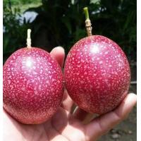 ราคา เมล็ดพันธุ์เสาวรสสีม่วงซอง50เมล็ด (10022405288)