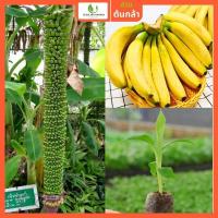 ราคา ต้นกล้วยร้อยหวี กล้าไม้ผลนำเข้า ต้นกล้าสูง 30 80 ซม พันธุ์แท้ แข็งแรง ปลูกง่าย (17696377633)
