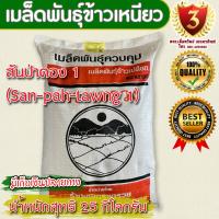 ราคา ข้าวเหนียวนาปรัง สันป่าตอง 1 San pah tawng 1 เมล็ดพันธุ์ใหม่ มีเก็บปลายทาง (17204149753)
