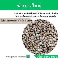 ราคา ฟ่างขาวใหญ่ แบ่งขาย 200 500G อาหารสำหรับ ฟอพัส เลิฟเบิร์ด ค็อกคาเทล กรีนชีค นกแก้วขนาดเล็ก กลาง แฮมสเตอร์ (19855129112)