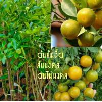 ราคา ต้นส้มจี๊ด กิ่งตอน ส้มจี๊ด ส้มมงคล ติดผลใว ผลดก ต้นสูง90 100เซน 1ต้น (13994880797)
