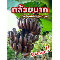 ราคา หน่อกล้วยนาค กล้วยนาคสีแดง หน่อกล้วยนาค เป็นกล้วยมงคล สายพันธุ์แท้100 ส่งฟรี มีบริการเก็บเงินปลายทาง (20796540806)