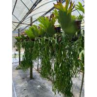 ราคา เฟิร์นชายผ้าผ้าสีดา ขนาดใหญ่ ยาวประมาณ 1 5 เมตร กระถาง 15 นิ้ว พฤกษา14กล้วยไม้ป่า (21161714495)