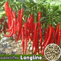 ราคา พร้อมส่ง ง่ายต่อการปลูกเมล็ดพริกไทยยาว เมล็ดพริกไทยยาวบริสุทธิ์ 100 พร้อมเมล็ดพริกไทยยาว 50 เมล็ด เมล็ดพืชอินทรีย์เมล็ดสด เมล็ดพืชผัก ต้นไม้มงคล เมล็ดพืชผักสวนครัว เมล็ดบอนไซ เมล็ดพืช เมล็ดพืชสวนครัว 