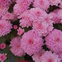 ราคา เมล็ดพันธุ์ดอกเบญจมาศ สีชมพู เมล็ดพันธุ์พร้อมจัดส่ง จำนวน 100 เมล็ด มีแถมวิธีการปลุกในซอง เมล็ดพันธุ์ดอกไม้ เบญจมาศ ชมพู (16589697908)