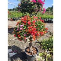 ราคา ต้นเฟื่องฟ้า แฟนตาซีคละสี ในกระถาง15นิ้ว ชอบแดด เลี้ยงง่าย ออกดอกเก่ง (21066834080)