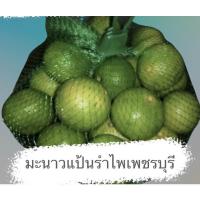 ราคา มะนาวแป้น เปลือกบาง น้ำดี แป้นรำไพเพชรบุรี ราคาสุดคุ้ม คัดเบอร์300 จัมโบ้ 1กก (21027161360)